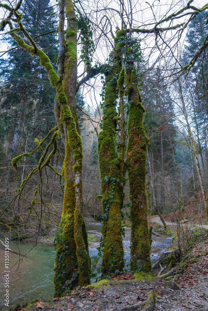 Obraz premium forest, autumn, river, wallpaper, moss, green, colors, ivy, trees, forest walk, sunset, mood, wood, woods, tree, nature, landscape, woodland, air, outdoors, season