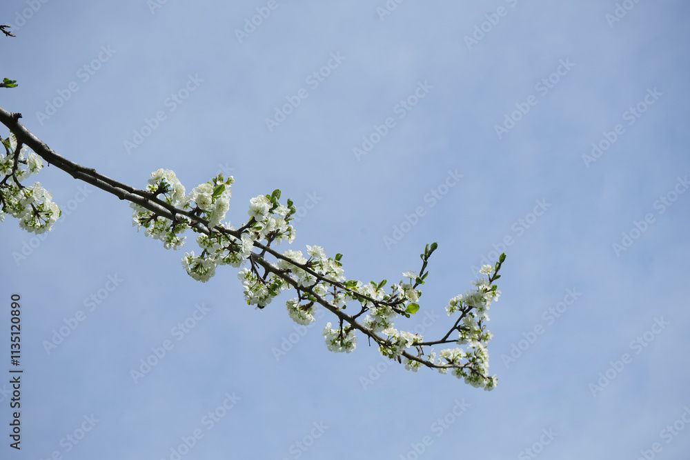 Obraz premium 1 one alone Branch of blossoming cherry apple tree against clear blue sky background. white flower blossom fruit trees branch flowering spring season fruit growing blue sky ecology seasonal backdrop.