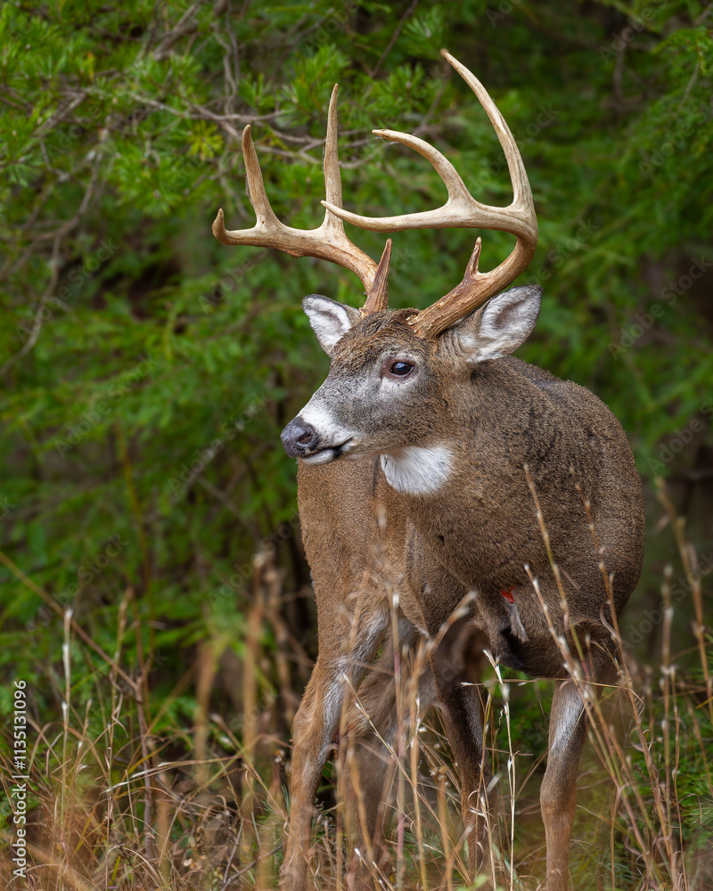 Mature 8 Point buck in the rut in Cades Cove Mature 8 Point buck in the rut in Cades Cove