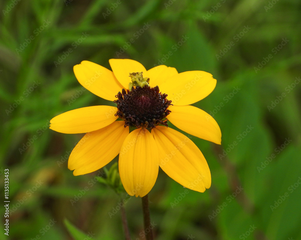 Rudbeckia triloba | Brown-eyed Susan | Native North American Wildflower Rudbeckia triloba | Brown-eyed Susan | Native North American Wildflower