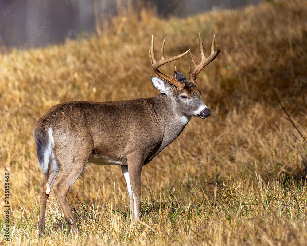 Mature 10 point buck in Cades Cove Mature 10 point buck in Cades Cove