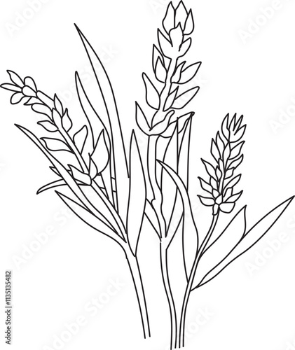 Birth flower Lavender doodle bouquet of flower design for card or print. hand-painted calla flower illustrations isolated on white backgrounds, engraved ink art floral coloring pages