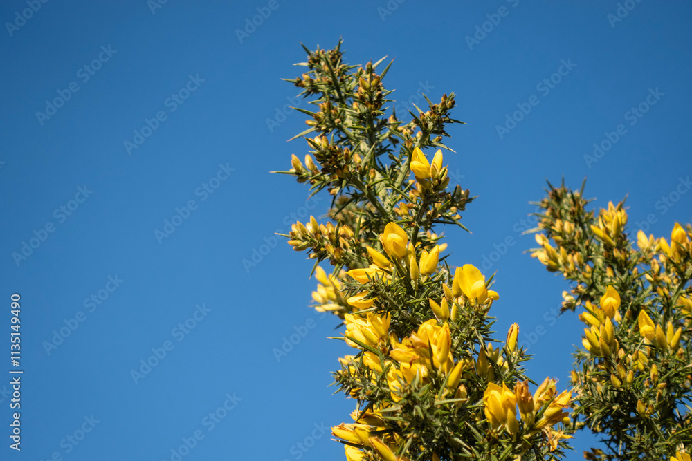 Gorse bush with yellow flowers against a bright blue sky Gorse bush with yellow flowers against a bright blue sky