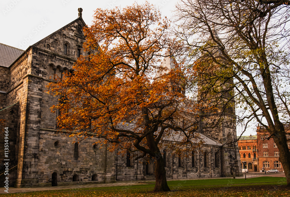 Fototapeta premium Beautiful tree next Lund Cathedral in Sweden 