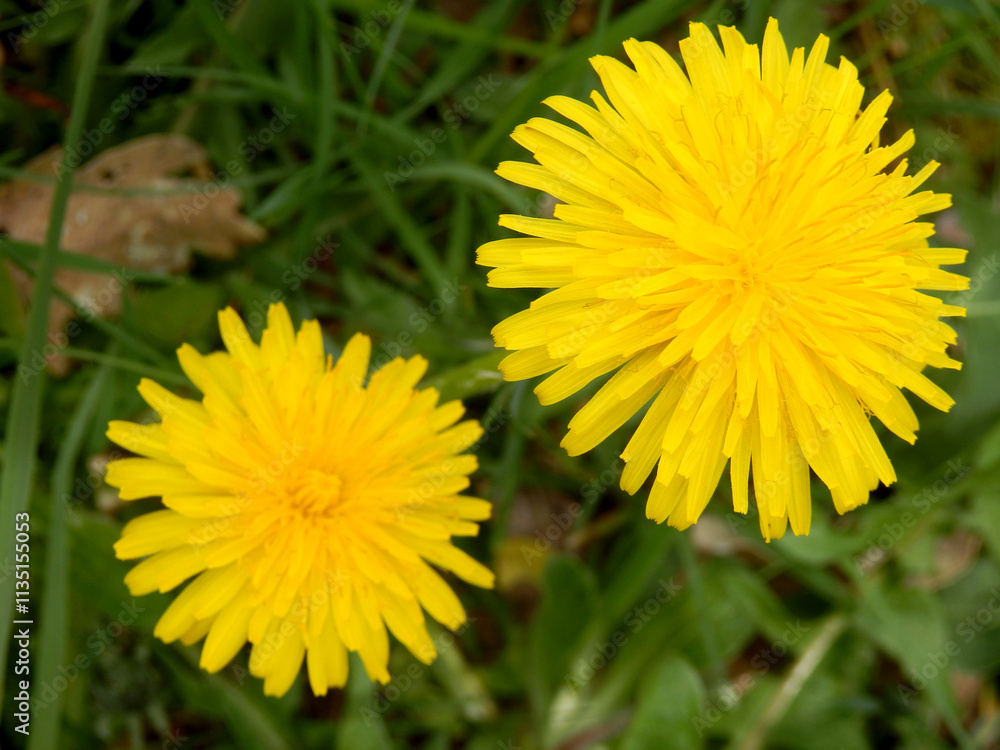 Close up of the head of a Common Dandelion (Taraxacum officinale)
Close up of the head of a Common Dandelion (Taraxacum officinale)