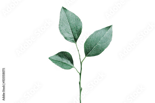 A delicate stem with three vibrant green leaves, showcasing their texture and shape.