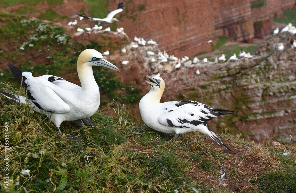 Fototapeta premium Basstölpel auf Helgoland