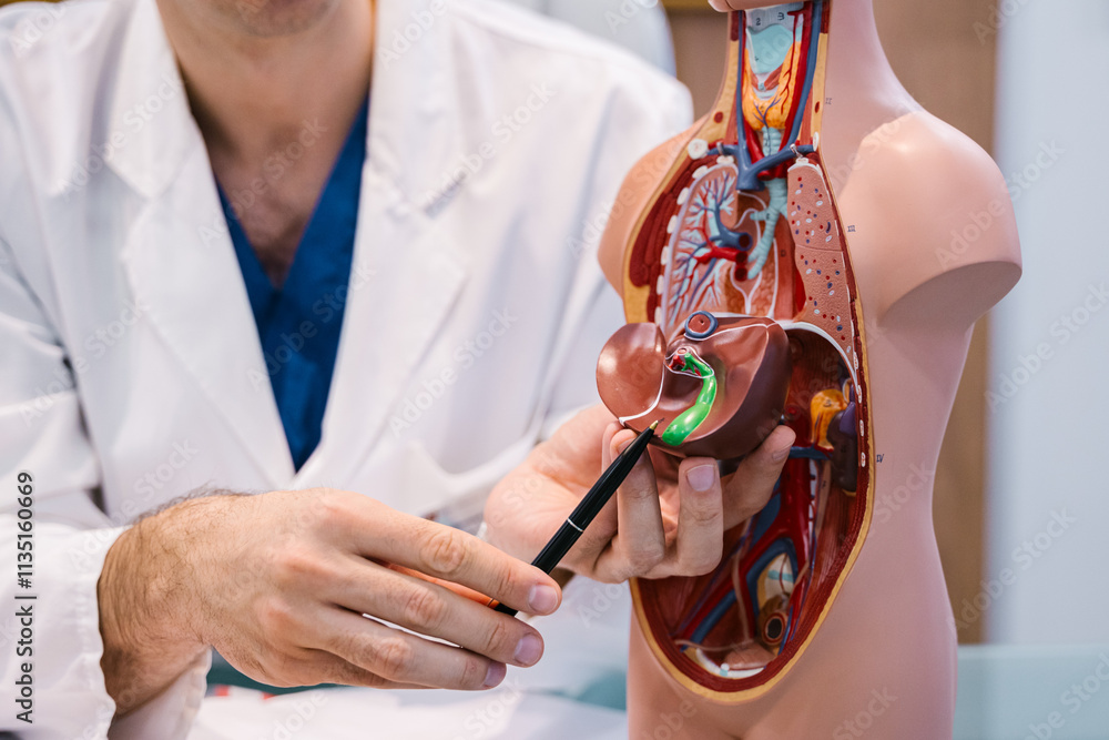 Using detailed anatomical models for better communication in medical consultations