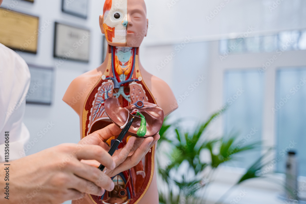 Male doctor explaining human anatomy using anatomical model to colleagues or patient. Medical professional demonstrating internal organs.