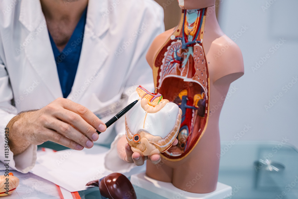 Male doctor explaining human anatomy using anatomical model to colleagues or patient. Medical professional demonstrating internal organs.