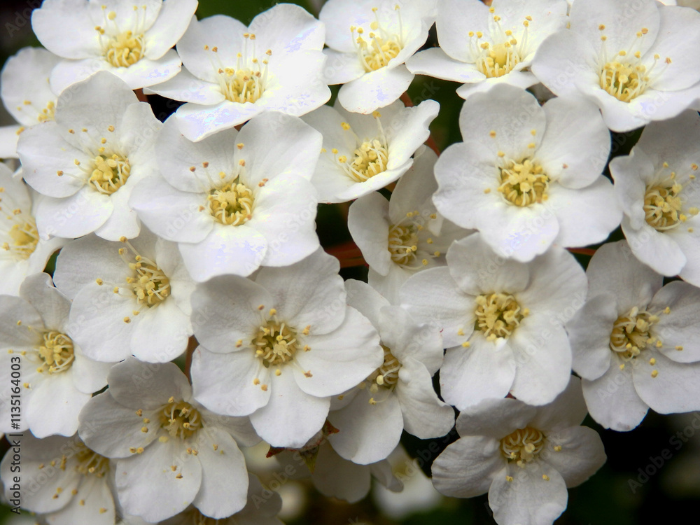 Close up of the white flowering shrub Spirea arguta (Brides wreath)
Close up of the white flowering shrub Spirea arguta (Brides wreath)
