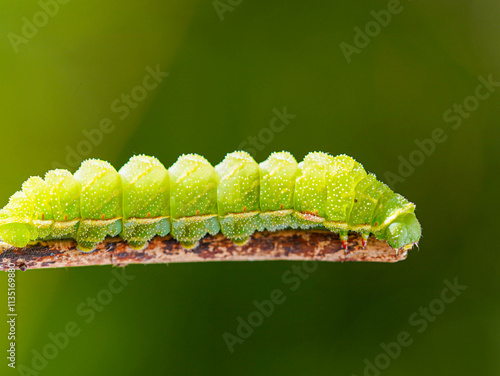 A bright green caterpillar rests on a thin, brown branch, its segmented body illuminated by soft light