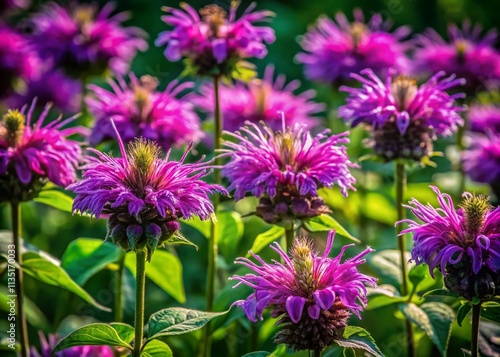 Stunning Documentary Photography of Vibrant Purple Bee Balm Flowers in a Natural Pattern Showcasing the Beauty of Nature’s Flora and Fauna in a Lush Garden Setting