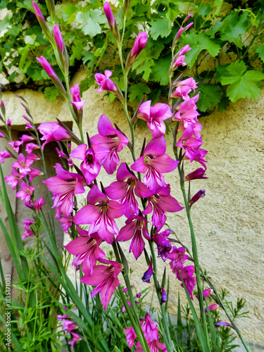 Byzantine Gladiolus (Sword Lily) growing under a grape vine in Dordogne, France
