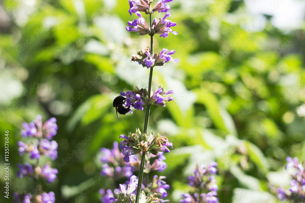 Flowering of Salvia officinalis with a bumblebee, a medicinal plant with purple flowers Flowering of Salvia officinalis with a bumblebee, a medicinal plant with purple flowers