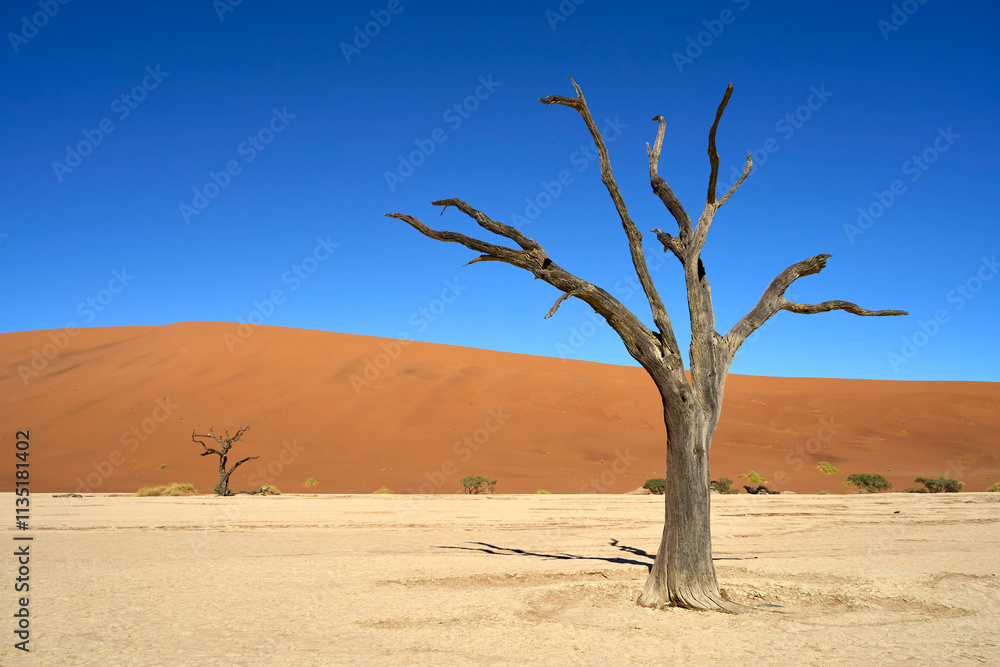 Amazing dead trees left on the salt pan clay surface between the dunes known as Deadvlei in Sossusvlei, Namibia. Amazing dead trees left on the salt pan clay surface between the dunes known as Deadvlei in Sossusvlei, Namibia.