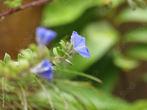 Flores e plantas diversas.