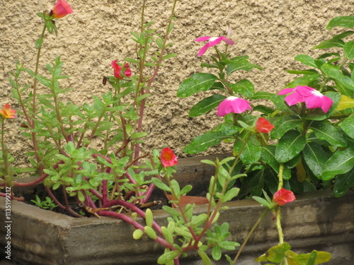 Flores e plantas diversas. photo