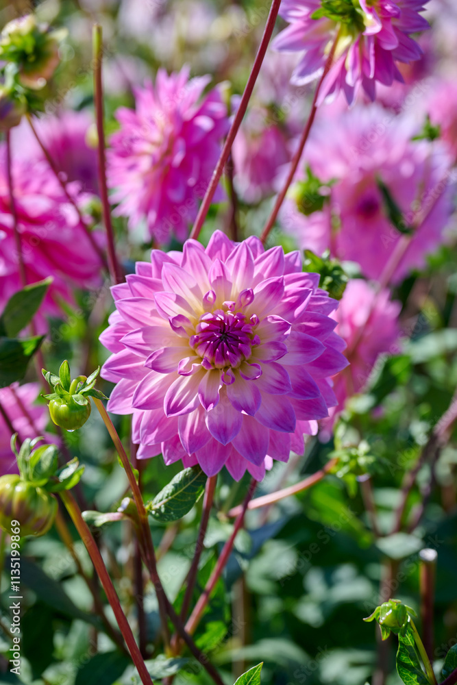 Obraz premium dahlia Miss Delilah, pink with white petals