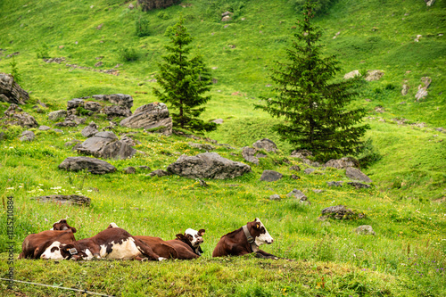 Cows graze on a farm in Savoie, France, surrounded by mountain pastures and the Mont Blanc massif photo