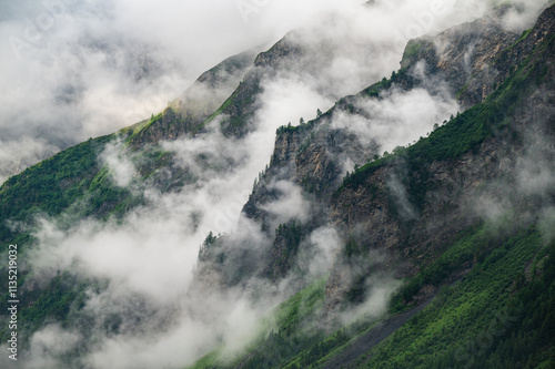Landscape photography of a coniferous forest in dense fog in the French Alps, moody atmosphere, copy space, negative space, horizontal
