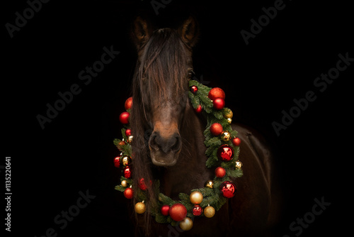 A bay brown horse wearing festive christmas decoration in front of black background