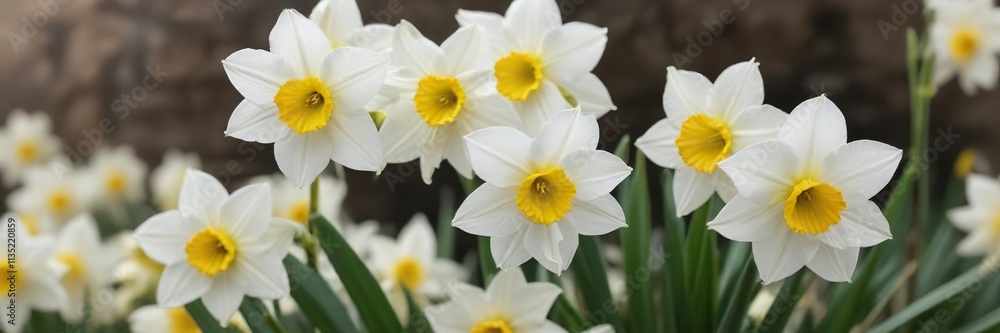 Soft focus on white jonquil narcissus hybrid flowers with shallow depth of field, hybrid, flowers Soft focus on white jonquil narcissus hybrid flowers with shallow depth of field, hybrid, flowers