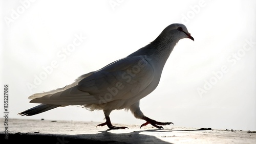 A silhouette of a white pigeon walking along a ledge against a bright, blurred background. The bird's sleek form and determined stride create a sense of movement and freedom. photo