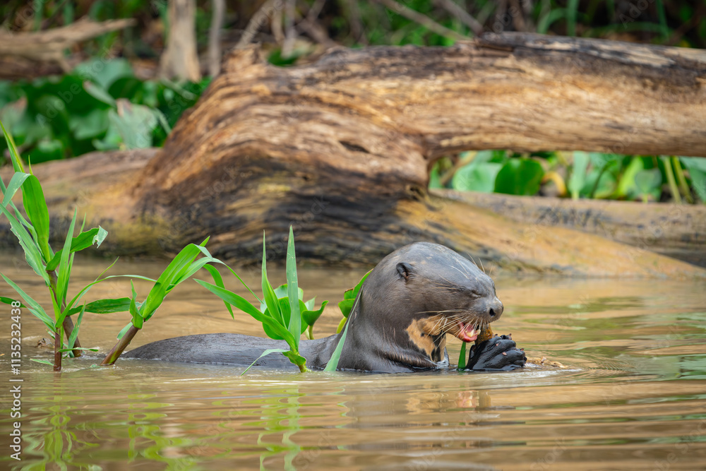 Giant river otter munching on eel held in front webbed feet in the Cuiaba River Giant river otter munching on eel held in front webbed feet in the Cuiaba River