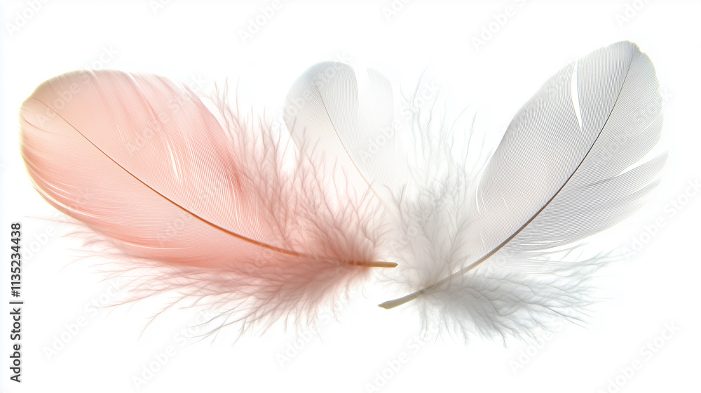 Obraz premium A light feather floating downward.