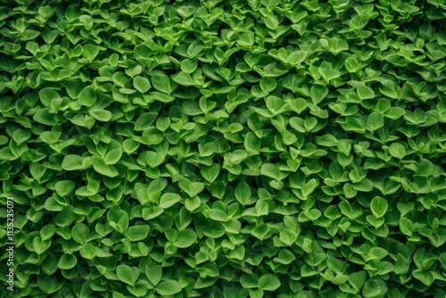 Wallpaper Mural green plant leaves in the gardenm, abstract textured green Vibrant Natural Background  Torontodigital.ca
