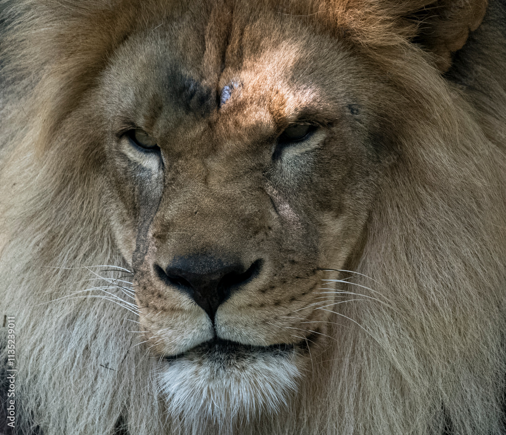 Obraz premium The African Lion (Panthera leo)