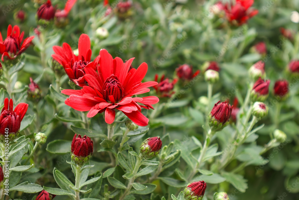 Autumn flowers, red chrysanthemums in the garden, Autumn flowers, red chrysanthemums in the garden,