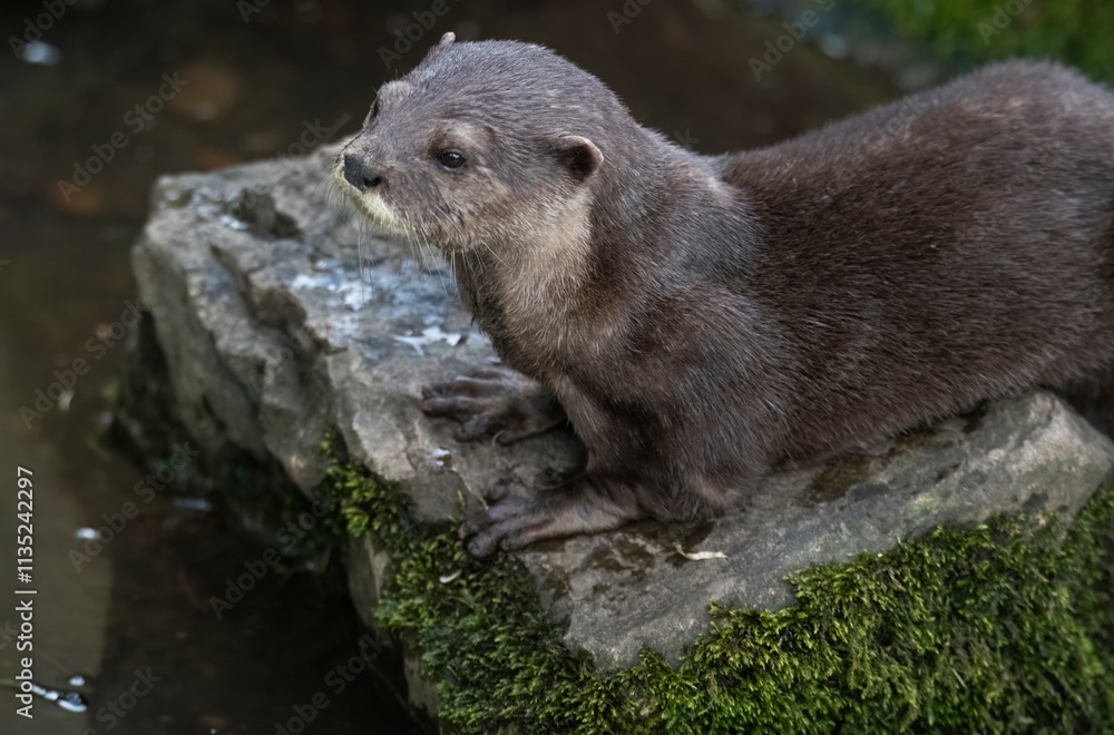 The Asian Small-Clawed Otter (Aonyx cinereus), also known as the Asian Short-Clawed Otter, Oriental Small-Clawed Otter and the Small-Clawed Otter.