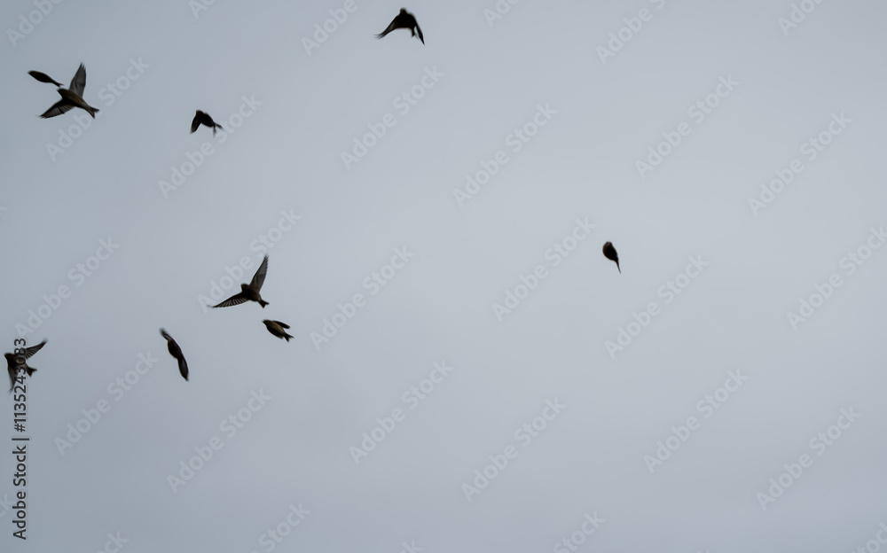 a large flock of hundreds of starlings (Sturnus vulgaris) flying low over a winter sunflower crop a large flock of hundreds of starlings (Sturnus vulgaris) flying low over a winter sunflower crop