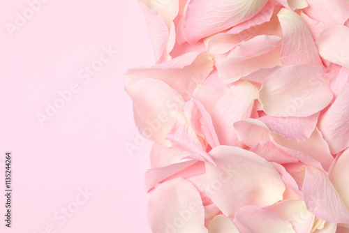 Pink rose petals on a color background
