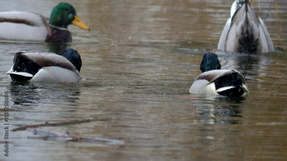 Ducks Swimming Gracefully in the Tranquil, Calm Waters of a Scenic Tropical Environmen Ducks Swimming Gracefully in the Tranquil, Calm Waters of a Scenic Tropical Environmen