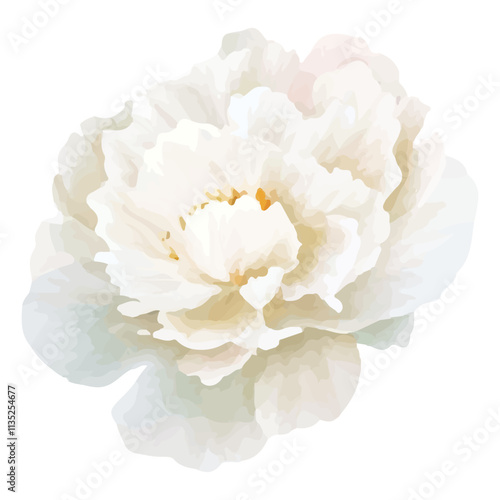 white peony flower