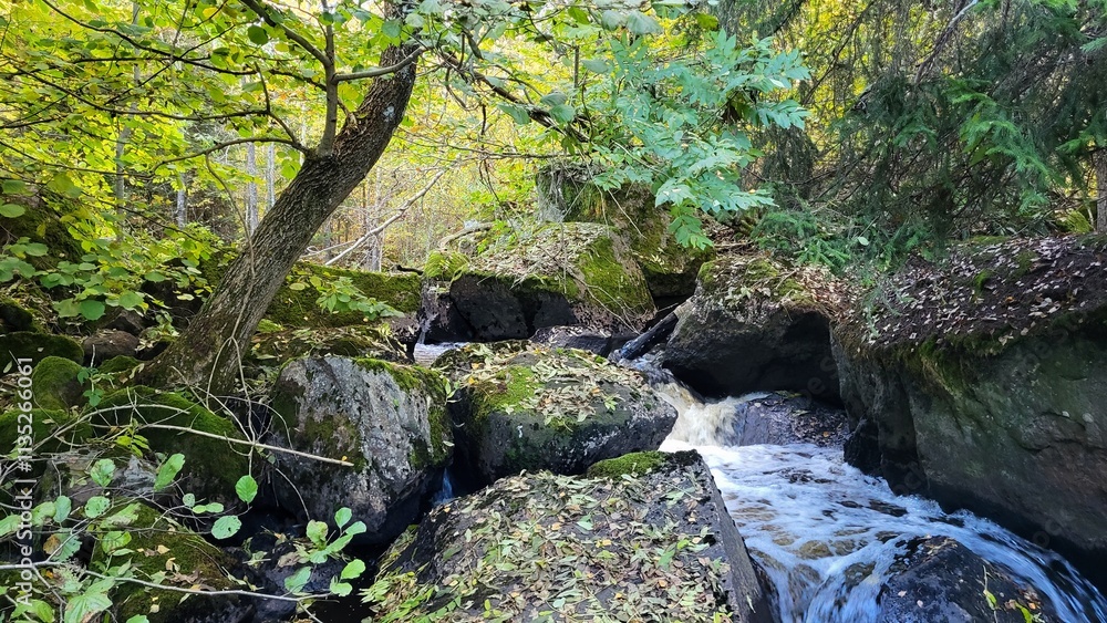 stream in the forest, Sweden woods stream in the forest, Sweden woods
