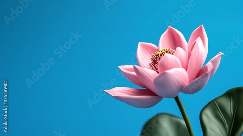 Wallpaper Mural Pink Lotus Blossom on Blue - Serenity, purity, beauty, peace, enlightenment. A single pink lotus flower against a vibrant blue background. Torontodigital.ca