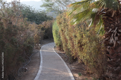 road in the woods