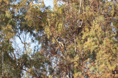 bird in the tree