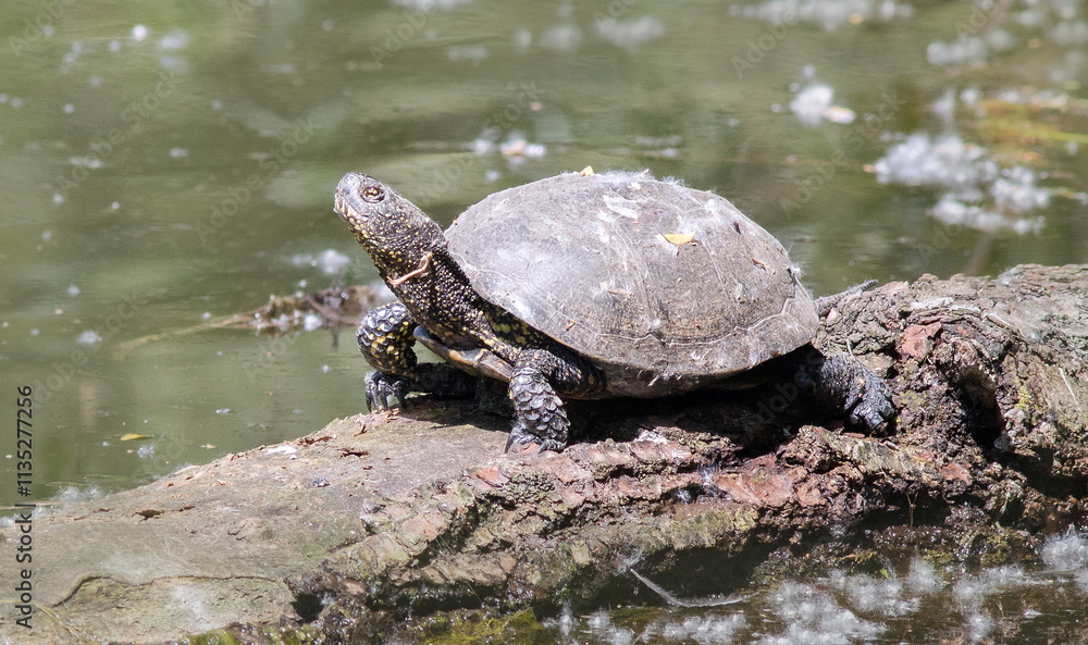 Obraz premium turtle on the water