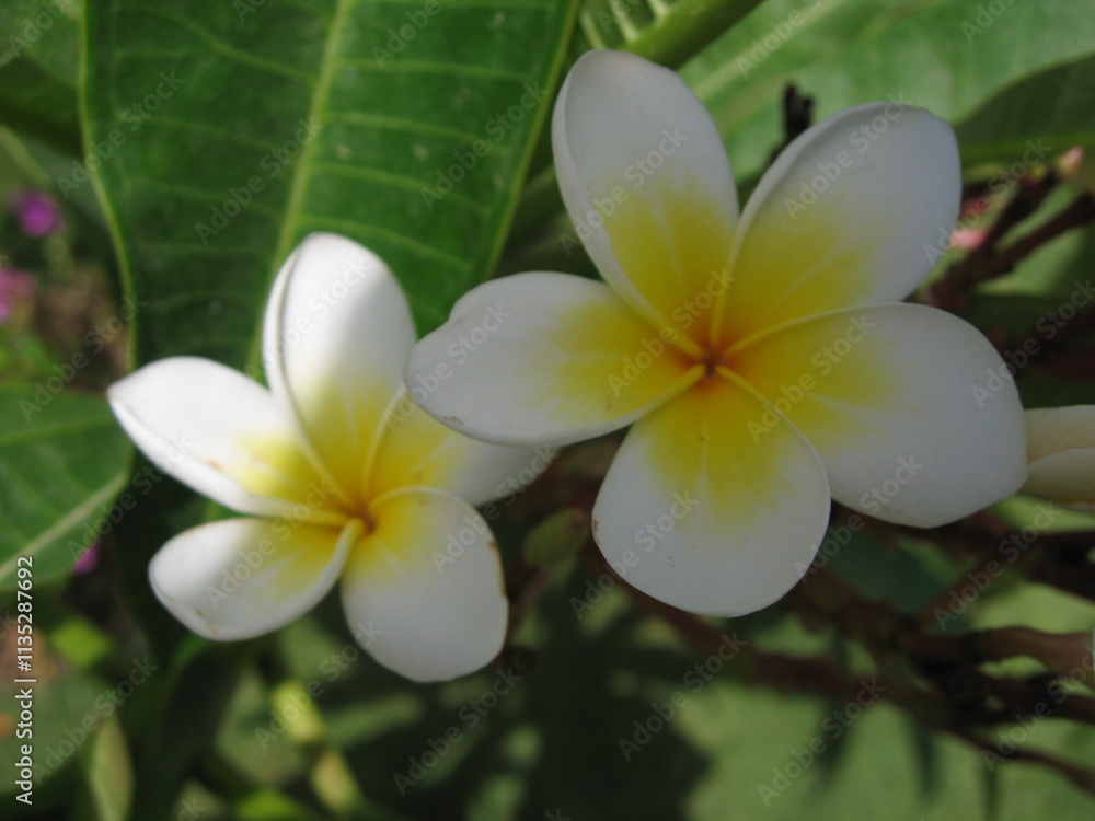 Beautiful white flowers bloom in tropical garden Beautiful white flowers bloom in tropical garden