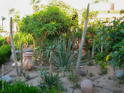 Lush garden featuring diverse cacti and plants