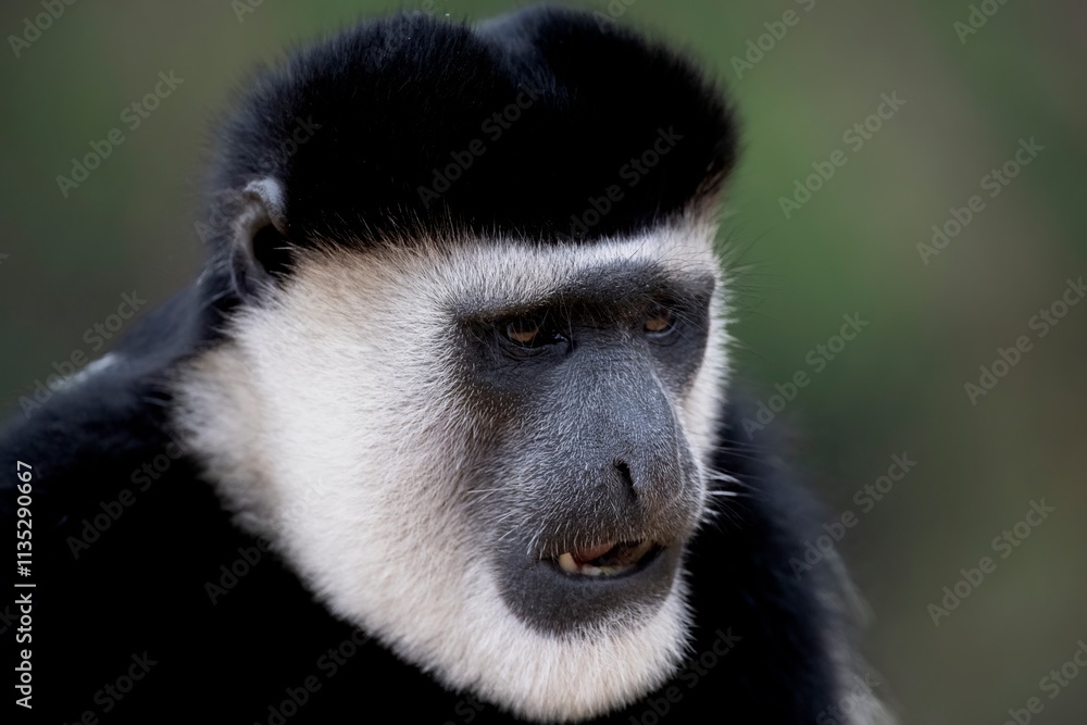 Obraz premium The Mantled Guereza (Colobus guereza), also known simply as the Guereza, the Eastern Black-and-White Colobus, or the Abyssinian Black-and-White Colobus.
