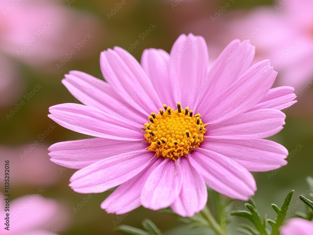 Delicate Pink Cosmos Flower in Bloom Closeup Delicate Pink Cosmos Flower in Bloom Closeup