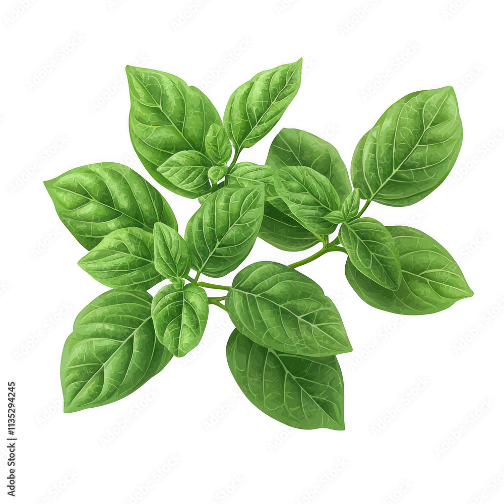 Fresh basil plant isolated on transparent background Fresh basil plant isolated on transparent background