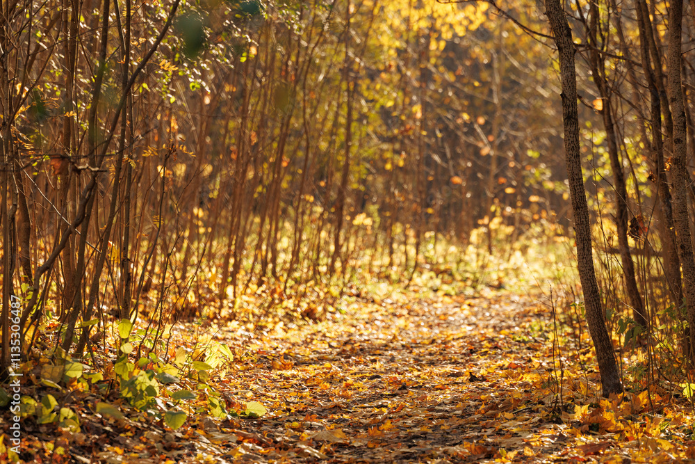 Obraz premium A peaceful forest path meanders through golden autumn foliage, illuminated by soft sunlight in the late afternoon.