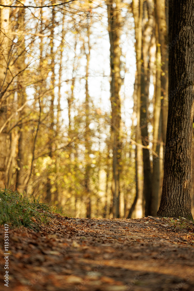 A serene forest path invites wanderers to explore vibrant autumn leaves and golden sunlight streaming through trees. A serene forest path invites wanderers to explore vibrant autumn leaves and golden sunlight streaming through trees.
